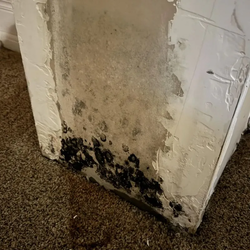Professional Mold Removal in Erie County, NY